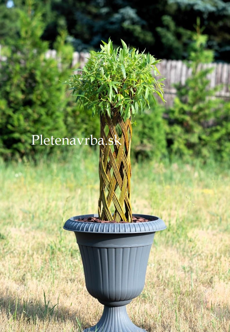 Pletená vŕba - 70 cm